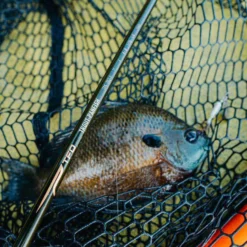 Temple Fork Outfitters Trout-Panfish Spinning Rods -Daiwa Store 228137455 4500207153343872 1629151116641672450 n