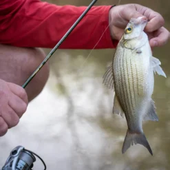 Temple Fork Outfitters Trout-Panfish Spinning Rods -Daiwa Store DSC04062 IG