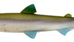 Westin HypoTeez ST Soft Paddle Tail Swimbait 14 Westin HypoTeez ST Soft Paddle Tail Swimbait -Daiwa Store s l500 315d7781 2f3c 4d2c 9192 fdcc8d5c7ca7